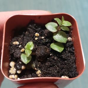 Turtle wandering jew plant